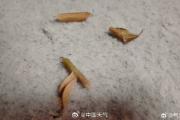 北京降雪如约而至 今天大部地区仍有雪-中国石化加油卡网上充值